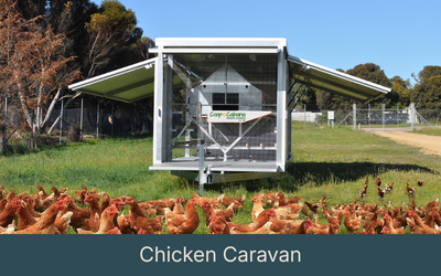 Chicken Caravan