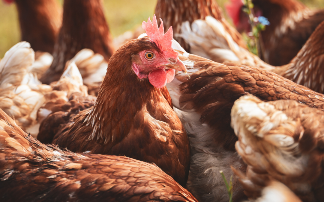 Best Setup for Egg Production: Chicken Caravan Tips for Beginners