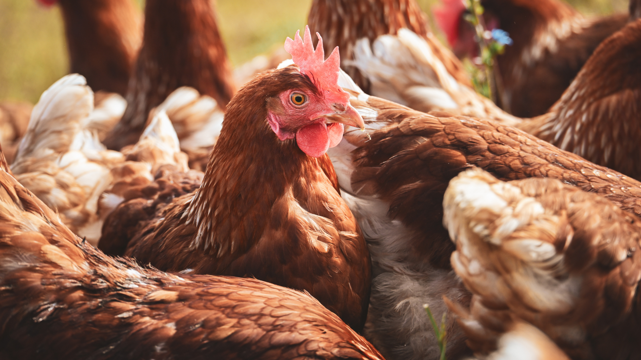 Best Setup for Egg Production: Chicken Caravan Tips for Beginners