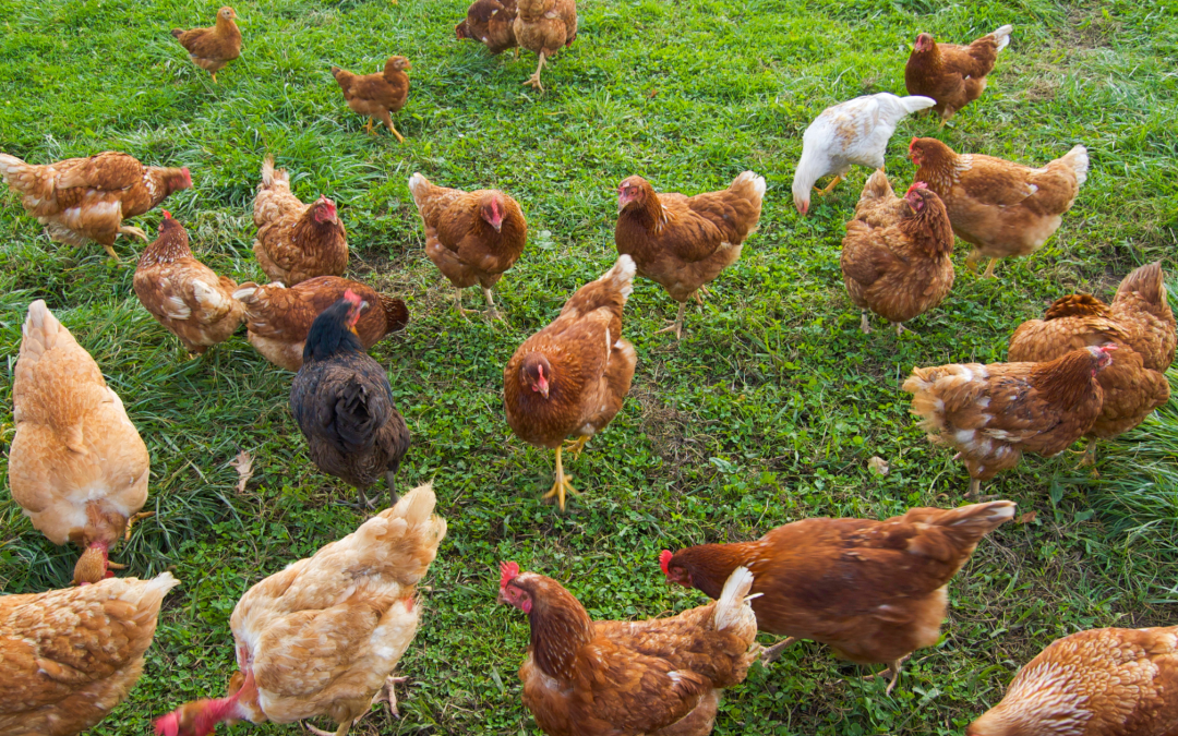 Chicken Caravan vs Traditional Coop: Which Is Better?