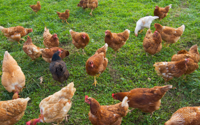 Chicken Caravan vs Traditional Coop: Which Is Better?