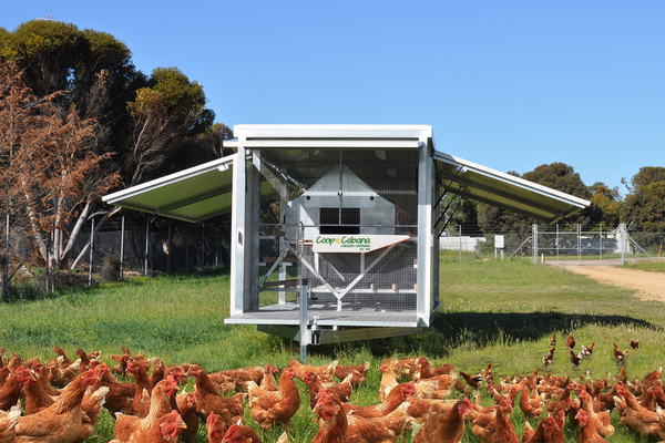 Chicken Caravan