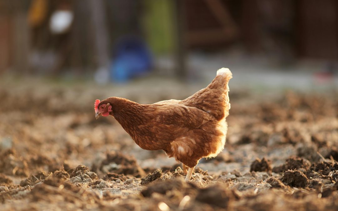 7 Benefits of Using a Chicken Camper for Healthier Chickens