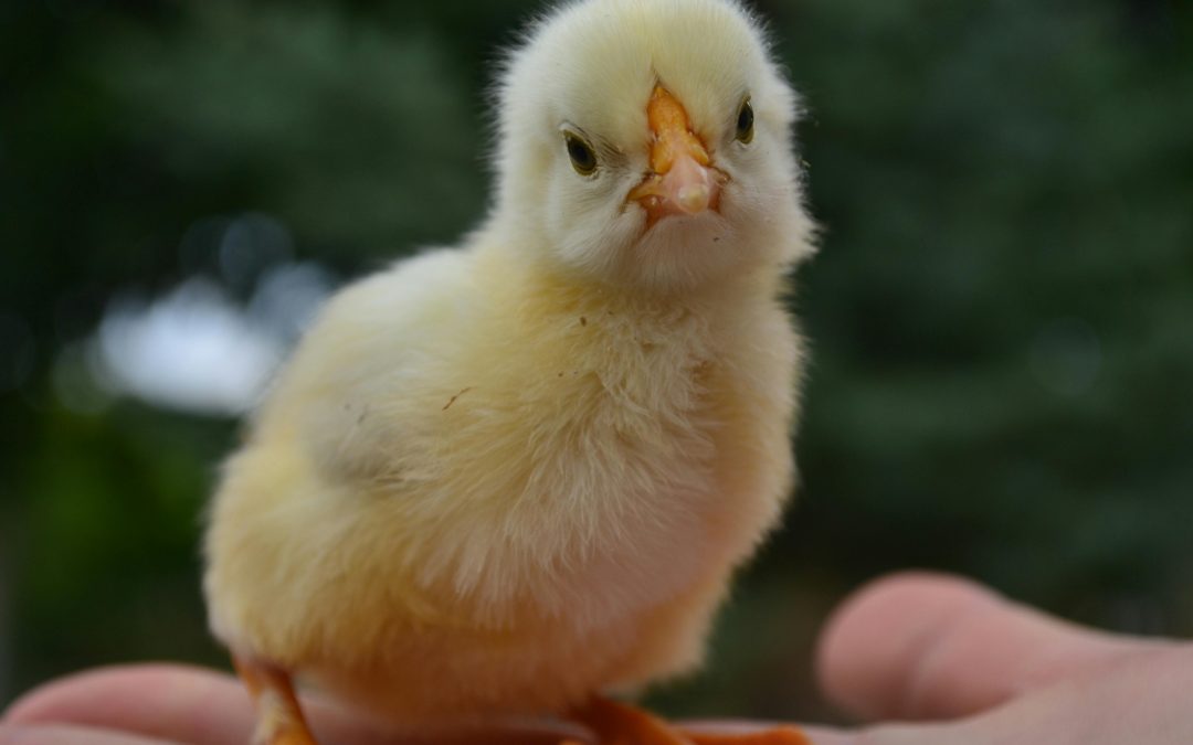How a Mobile Chicken Coop Supports Pasture-Raised Eggs at Home