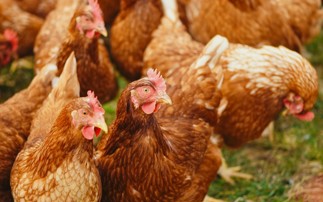 Struggling with Muddy Chicken Runs? Why Movable Coops Solve the Problem